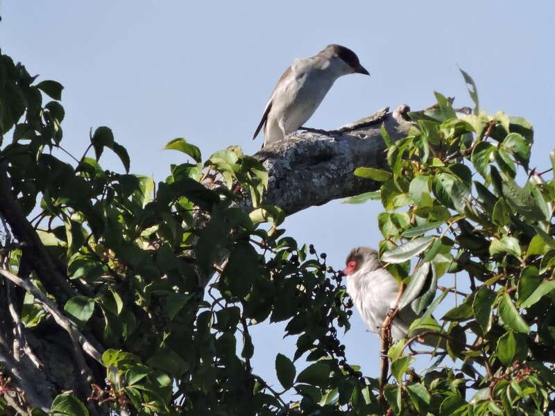 Cancun: Private Birdwatching Tour - Should You Book This Cancun Private Birdwatching Tour?