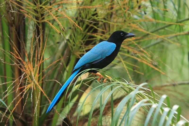 Cancun: Private Birdwatching Tour - Why 5 AM Matters in the Riviera Maya Bird World