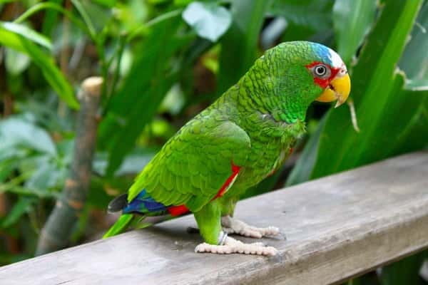 Cancun: Private Birdwatching Tour - The Mayan Jungle Hike and the Art of Spotting by Sound