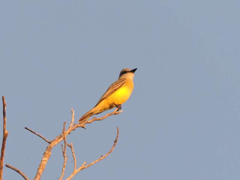 Cancun: Private Birdwatching Tour - Bird Species You Might Spot: Endemics and Seasonal Migrants