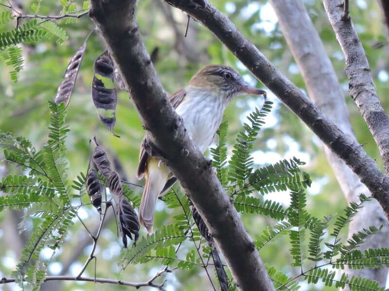 Cancun: Private Birdwatching Tour - The Morning Schedule, Stop by Stop