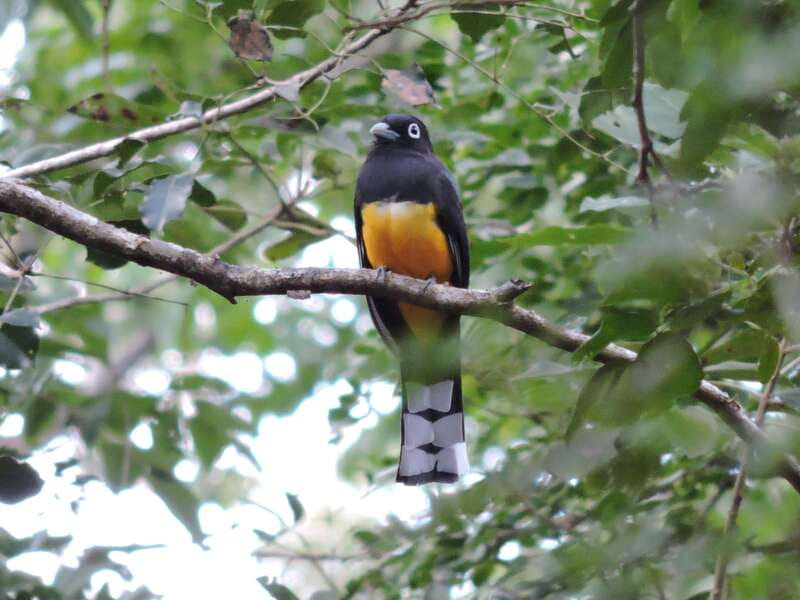 Cancun: Private Birdwatching Tour - Price and Value: $555 for a Private Group Up to 4