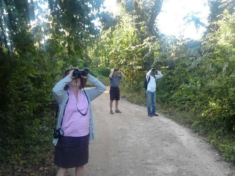 Cancun: Private Birdwatching Tour - What to Bring, What to Expect, and Who It Suits