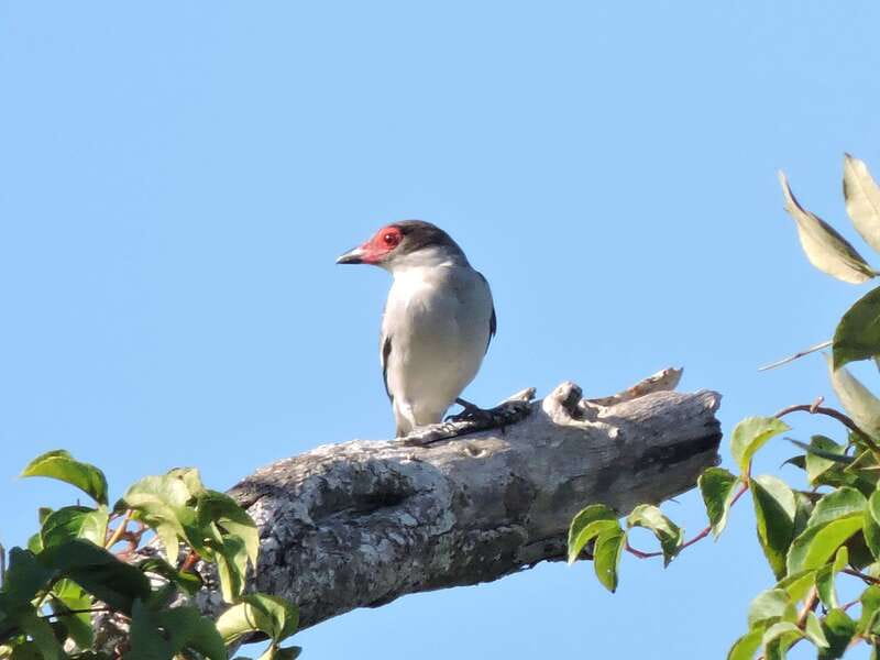 Cancun: Private Birdwatching Tour - The Likely Standout Moment