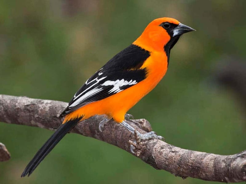 Cancun: Private Birdwatching Tour - Ruta de los Cenotes Biosphere Reserve: Where the Birds Live