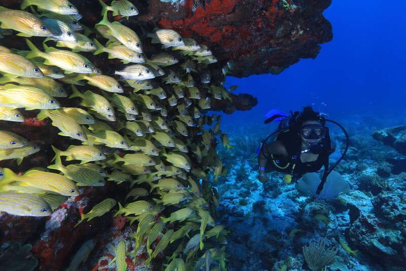 Cancun: Scuba Diving for Beginners, 2 Dives - Your guides matter: calm coaching from Marin, Lorena, and the team
