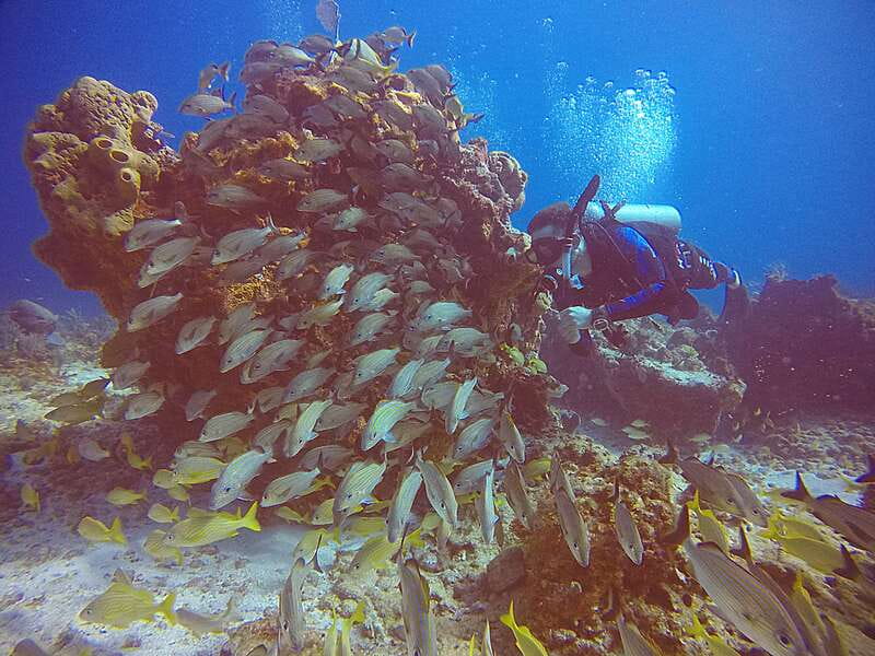 Cancun: Scuba Diving for Certified Divers, 3 options to dive - Option 2: Punta Cancun reefs outside the bay (more challenge, deeper water, lots of coral and sea life)