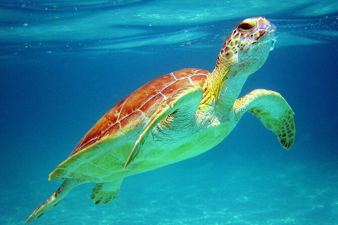 Cancun: Sea turtles and Cenote Tour With Pick Up from your Hotel - Quick, practical highlights