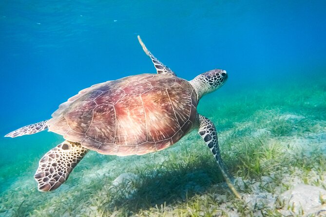 Cancun: Sea turtles and Cenote Tour With Pick Up from your Hotel - Two stops in one day: Akumal turtles then Yax-Muul cenote