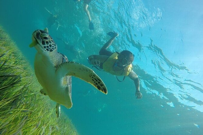 Cancun Snorkeling Adventure: Turtles, Reefs & Underwater Wonders - Price and logistics: What $79 gets you, and what to budget extra