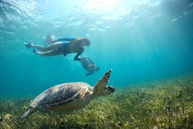 Cancun Snorkeling Adventure: Turtles, Reefs & Underwater Wonders - Who should book this Cancun snorkeling tour, and who should pass