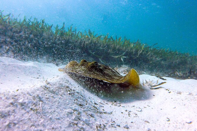 Cancun Snorkeling Adventure: Underwater Museum, Reef & Shipwreck - MUSA Stop 1: Swimming Through 500+ Statues Underwater