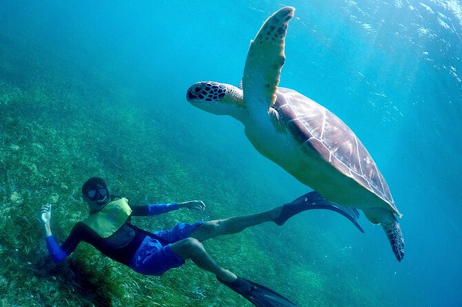 Cancun Snorkeling Adventure: Underwater Museum, Reef & Shipwreck - Stop 2 at El Meco Reef: Turtles, Rays, and a Shipwreck