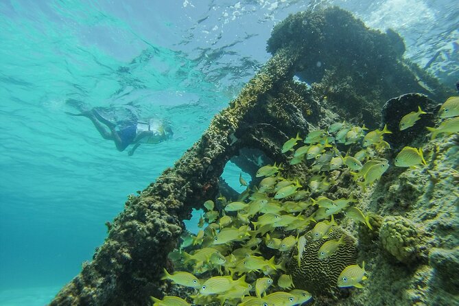 Cancun Snorkeling Adventure: Underwater Museum, Reef & Shipwreck - What to Expect in the Water (Without the Guesswork)