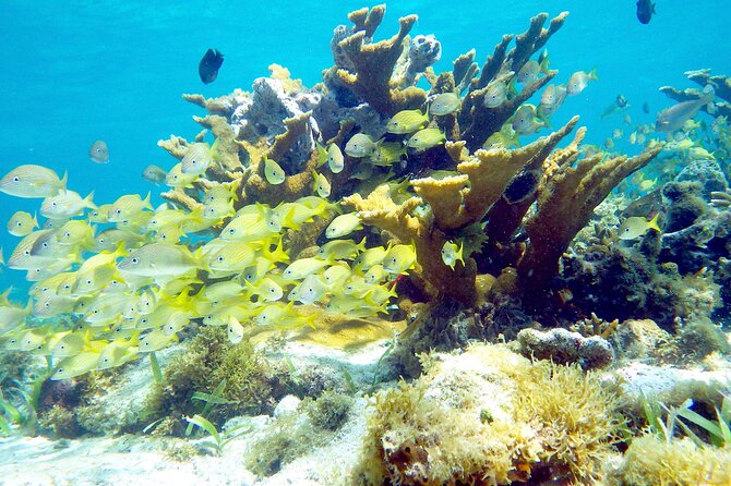 Cancun Snorkeling Adventure: Underwater Museum, Reef & Shipwreck - Photos Are Optional, But They Can Be Worth It