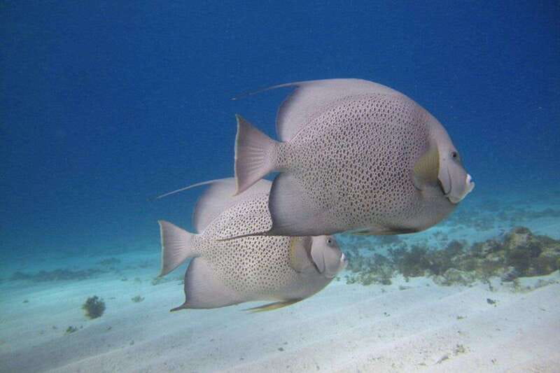 Cancun: Snorkeling at Underwater Museum & Manchones Reef - Key things I’d notice before you go