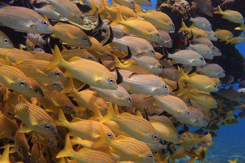 Cancun: Snorkeling at Underwater Museum & Manchones Reef - Meeting point at Sotavento Hotel Marina, where to avoid confusion