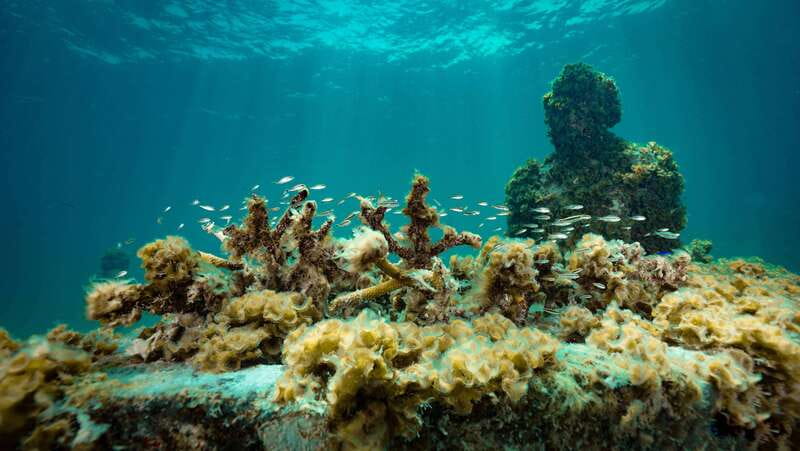 Cancun: Snorkeling Tour at MUSA The Underwater Museum - Equipment, safety, and the practical rule about no sunscreen