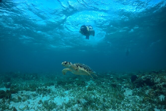 Cancun Snorkeling Tour: Swim with Turtles, Reef, Underwater Museum and Shipwreck - Price and value: what you pay, and what costs extra