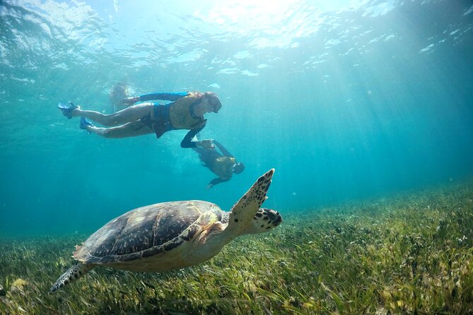 Cancun Snorkeling Tour: Swim with Turtles, Reef, Underwater Museum and Shipwreck - Marina Punta Norte start, and how the day actually flows