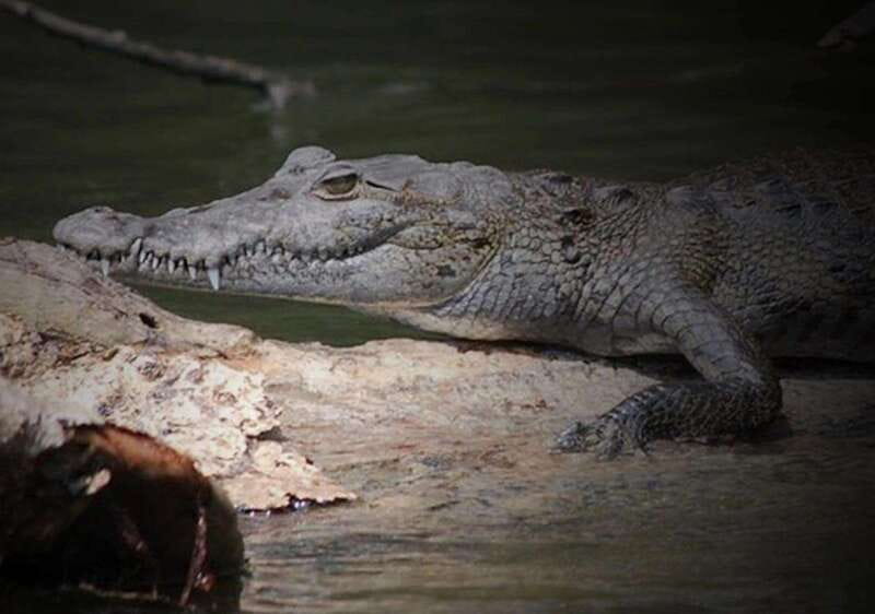 Cancun: Speedboat Adventure & Crocodile Sighting - The 2-hour flow, from safety briefing to returning to the start
