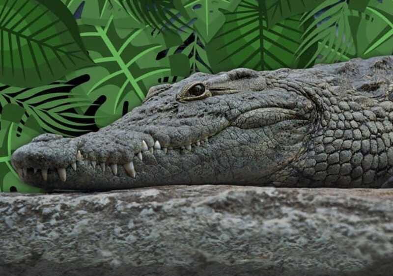 Cancun: Speedboat Adventure & Crocodile Sighting - Guide interpretation in English and Spanish, and why it changes your photos