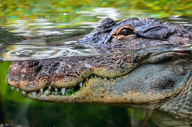 Cancun Speedboat with Crocodile Watching Jungle Tours Adventure - Who This Tour Fits Best (and Who Might Want a Different Plan)
