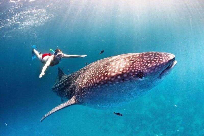 Cancún: Swim with Whale Sharks - Key points to know before you go