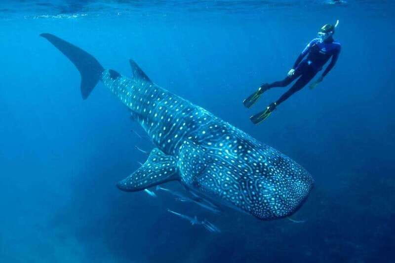Cancún: Swim with Whale Sharks - Cancun Whale Shark Swim: the vibe and the real payoff