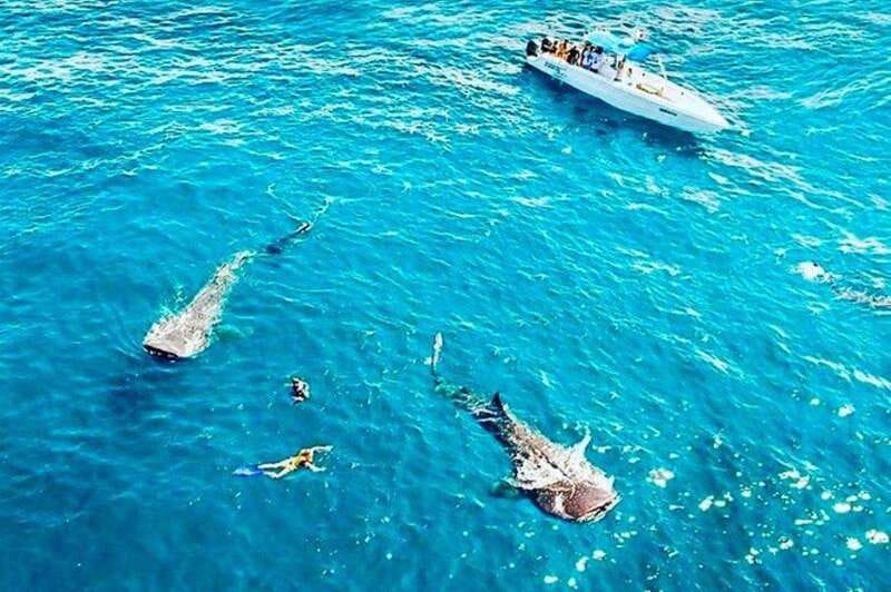 Cancún: Swim with Whale Sharks - Speedboat out to the snorkeling area: why the pacing feels right