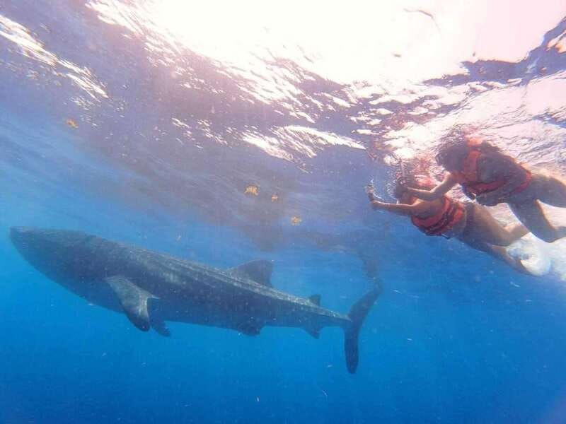 Cancún: Swim with Whale Sharks - The whale shark swim near Isla Contoy: what to expect in the water