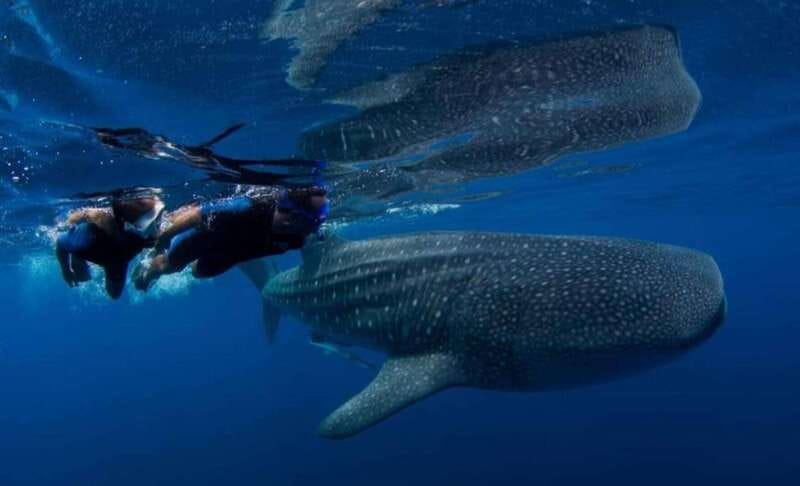 Cancún: Swim with Whale Sharks - Isla Mujeres swim and wildlife time: the bonus that makes it feel like a full day