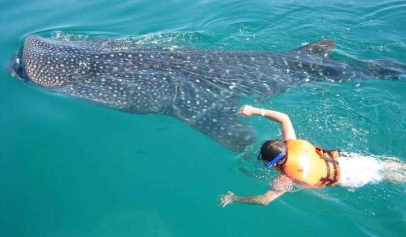 Cancún: Swim with Whale Sharks - Lunch on the water: ceviche, drinks, and that much-needed break