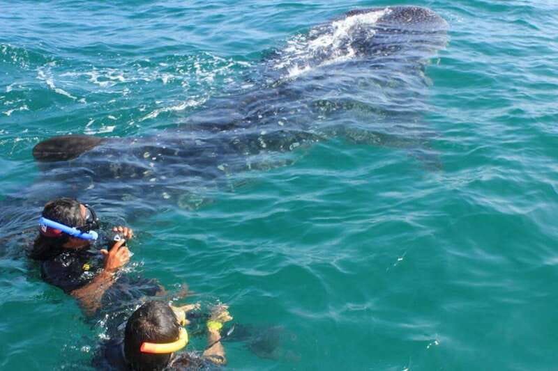 Cancún: Swim with Whale Sharks - Safety and conservation: how strict rules protect the experience