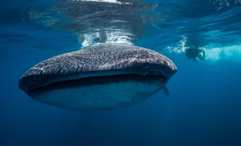 Cancún: Swim with Whale Sharks & Playa Norte Beach - The captain, the timing, and why guide support matters