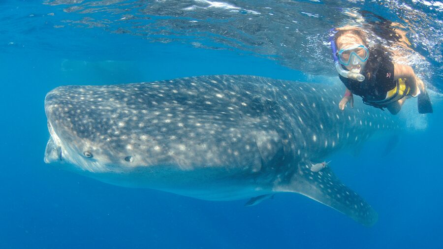 Cancún: Swim with Whale Sharks & Playa Norte Beach - After the sharks: Playa Norte in Isla Mujeres and your real reset