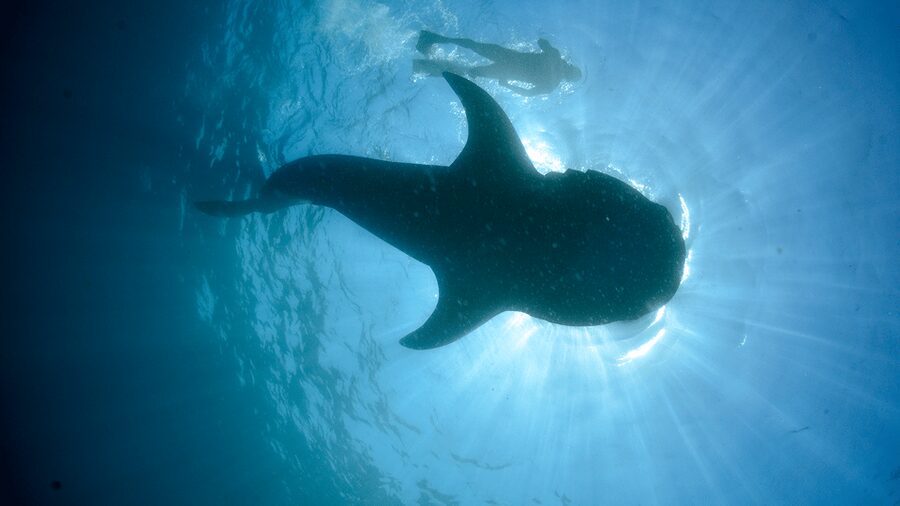 Cancún: Swim with Whale Sharks & Playa Norte Beach - Boat ride comfort and small-group energy on the 36-foot vessel