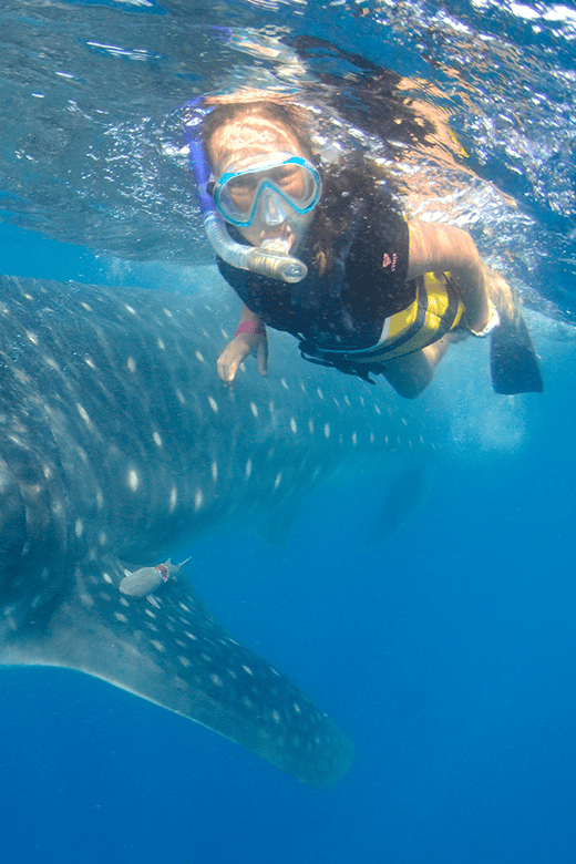 Cancún: Swim with Whale Sharks & Playa Norte Beach - Contoy Island whale shark swim: what the organized encounters feel like