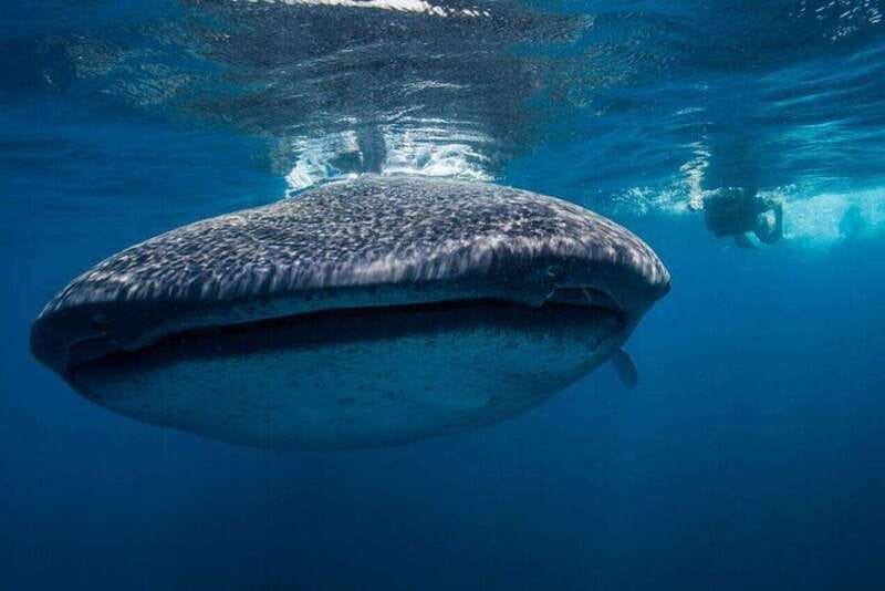Cancún: Swim with Whale Sharks - Getting picked up near Cancun: early start, simple logistics