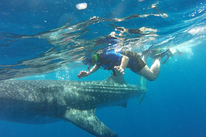 Cancun Whale Shark Encounter - Key Things That Make This Whale Shark Encounter Work