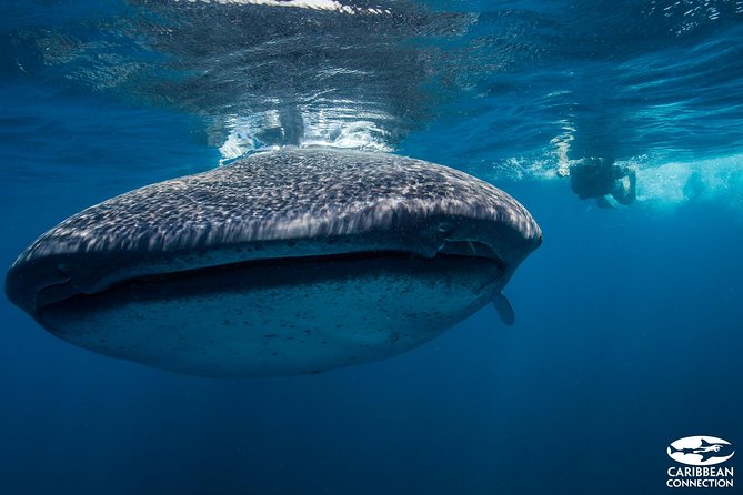 Cancun Whale Shark Encounter - Punta Sam To Whale Sharks: The Logic Behind the Timing