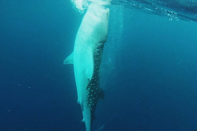 Cancun Whale Shark Encounter - Food, Drinks, and the Light Breakfast Advantage