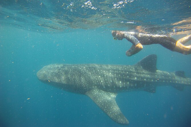 Cancun Whale Shark Encounter - Physical Requirements and Who Should Book (or Skip)
