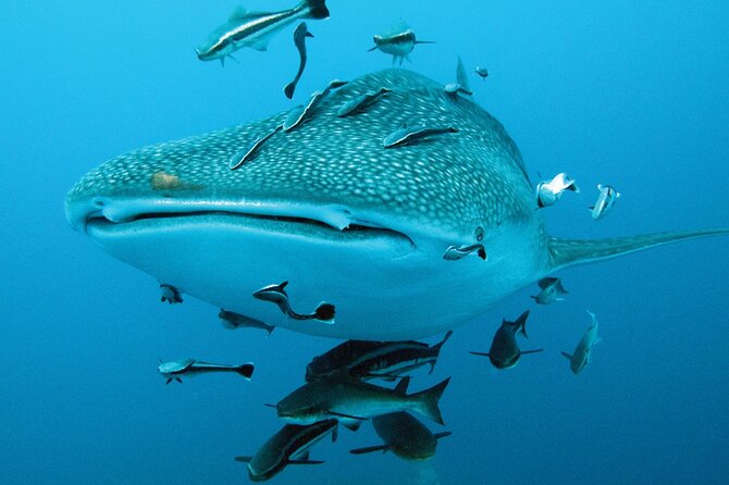 Cancun Whale Shark Encounter - Tips That Help You Have a Better Day