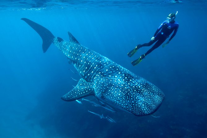 Cancun Whale Shark Encounter - What You’re Really Paying For: The Responsible Whale Shark Swim