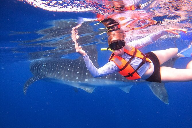 Cancun Whale Shark Experience with Snorkel & Transportation - Whale Sharks Near Isla Contoy, With a Safety-First Swim Style
