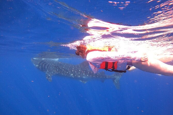 Cancun Whale Shark Experience with Snorkel & Transportation - Isla Mujeres Reef Snorkeling and Ceviche Lunch Rhythm
