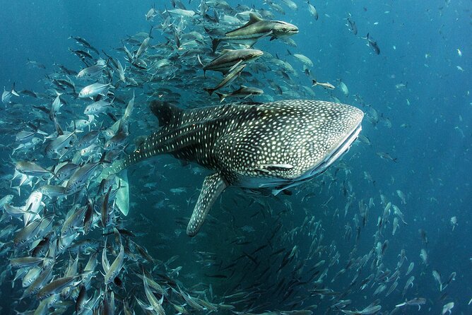 Cancun Whale Shark Experience with Snorkel & Transportation - Playa Norte Beach Stop: The Best Way to Land After the Boat Day