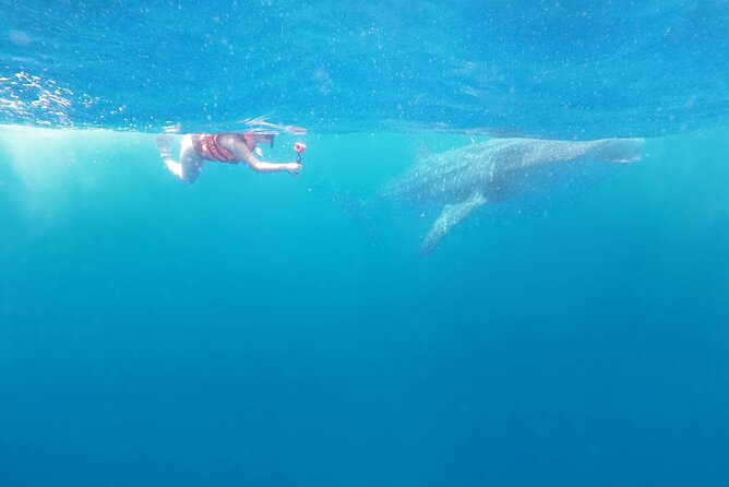 Cancun Whale Shark Experience with Snorkel & Transportation - Transportation and Meeting Points: Smooth When You Expect a Check-In