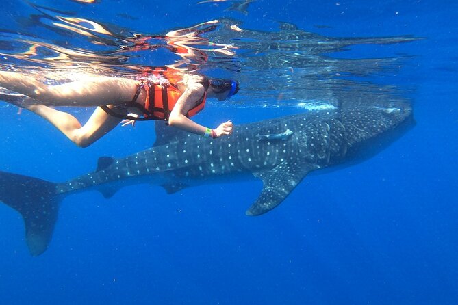 Cancun Whale Shark Experience with Snorkel & Transportation - Your Morning Start: Hotel Pickup, Speedboat, and Light Breakfast